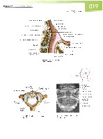 Sobotta  Atlas of Human Anatomy  Trunk, Viscera,Lower Limb Volume2 2006, page 26